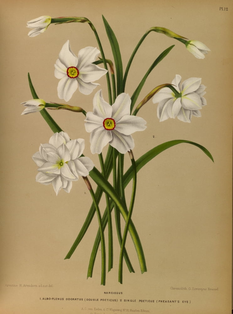Haarlems Flora 1872 Narcissus 1 Canvas Art - Arentine H Arendsen (24 x 36)