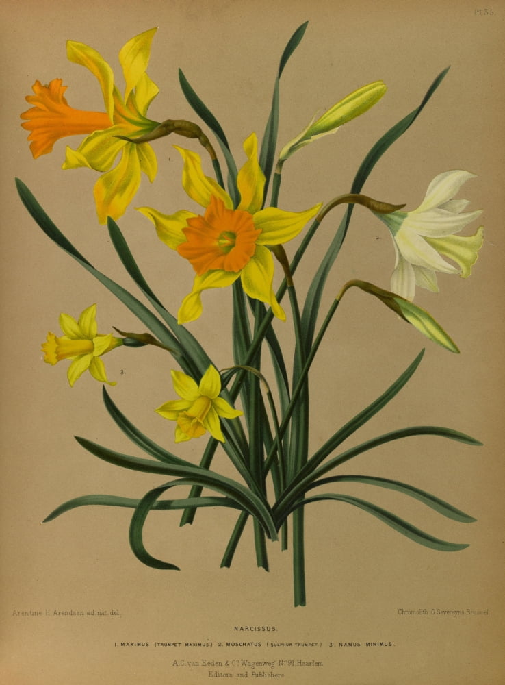 Haarlems Flora 1872 Narcissus 2 Canvas Art - Arentine H Arendsen (24 x 36)