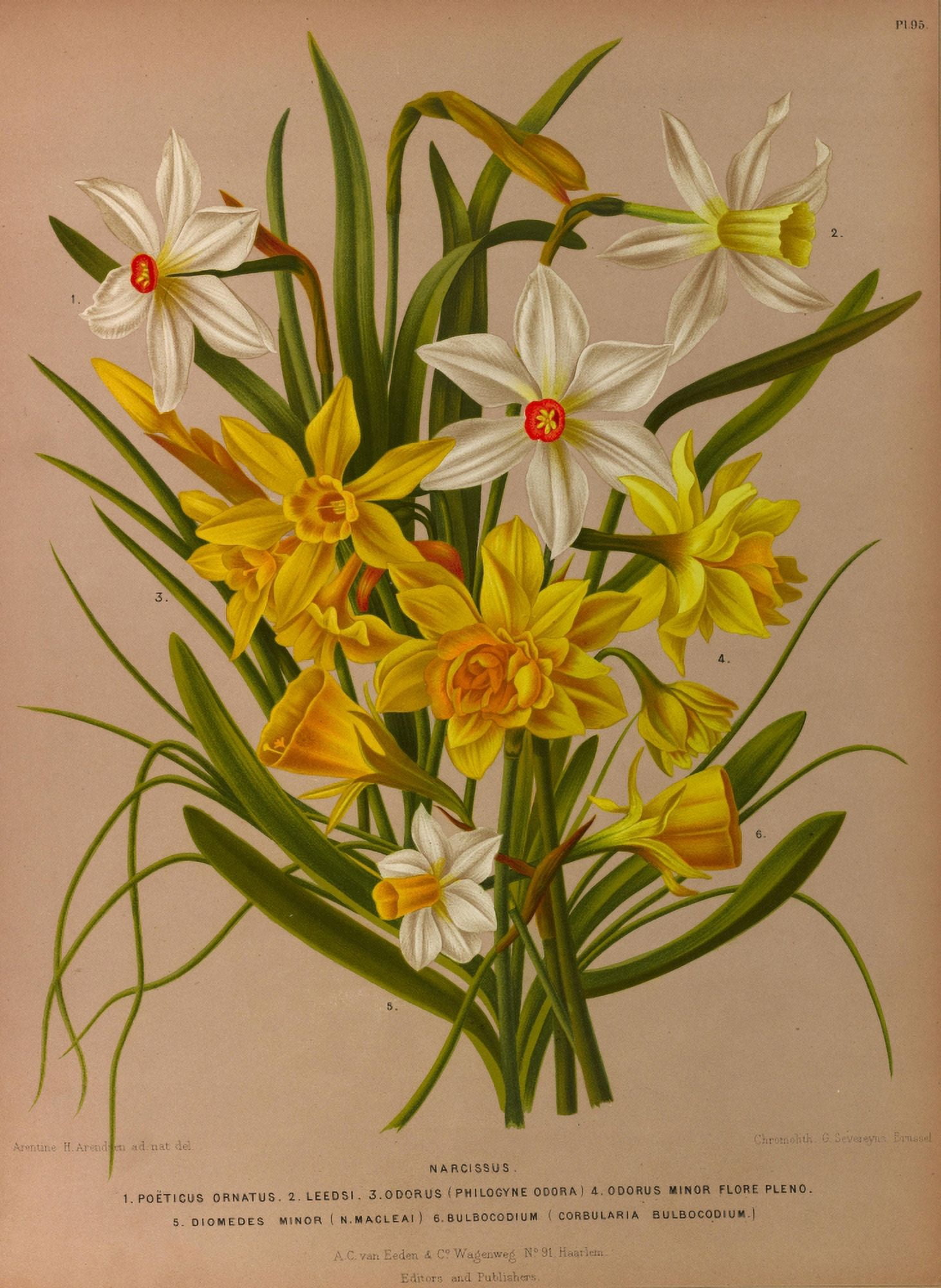 Haarlems Flora 1872 Narcissus 3 Canvas Art - Arentine H Arendsen (18 x 24)