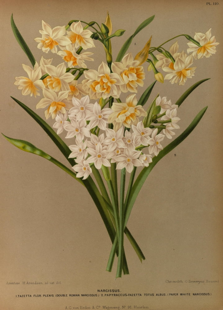 Haarlems Flora 1872 Narcissus 4 Canvas Art - Arentine H Arendsen (24 x 36)
