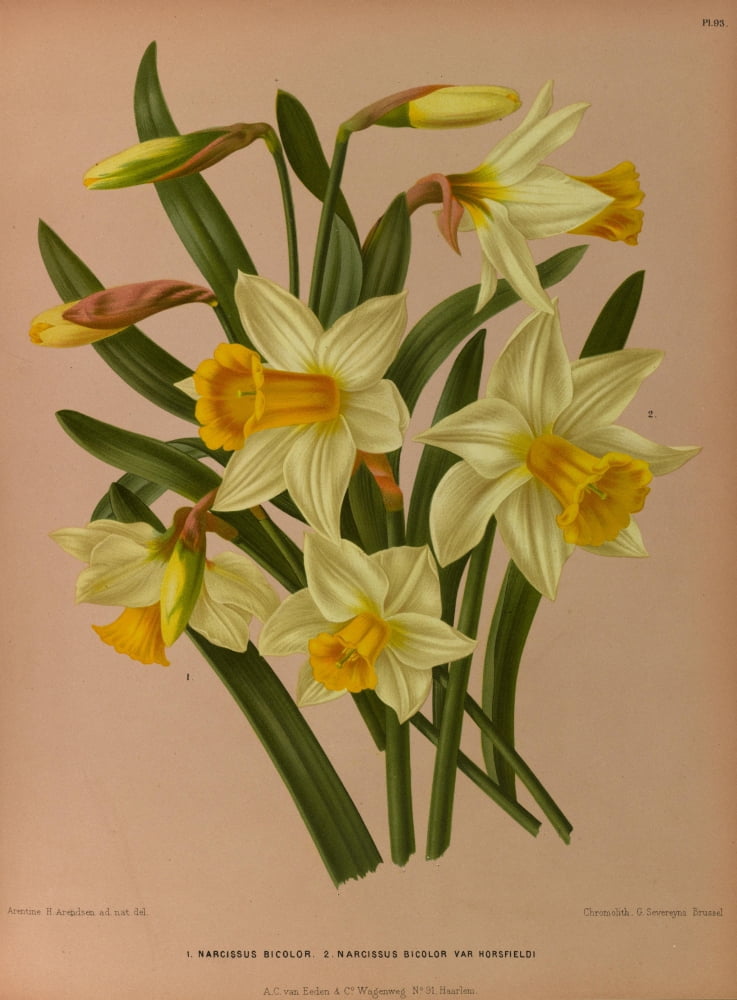 Haarlems Flora 1872 Narcissus Bicolour Canvas Art - Arentine H Arendsen (18 x 24)