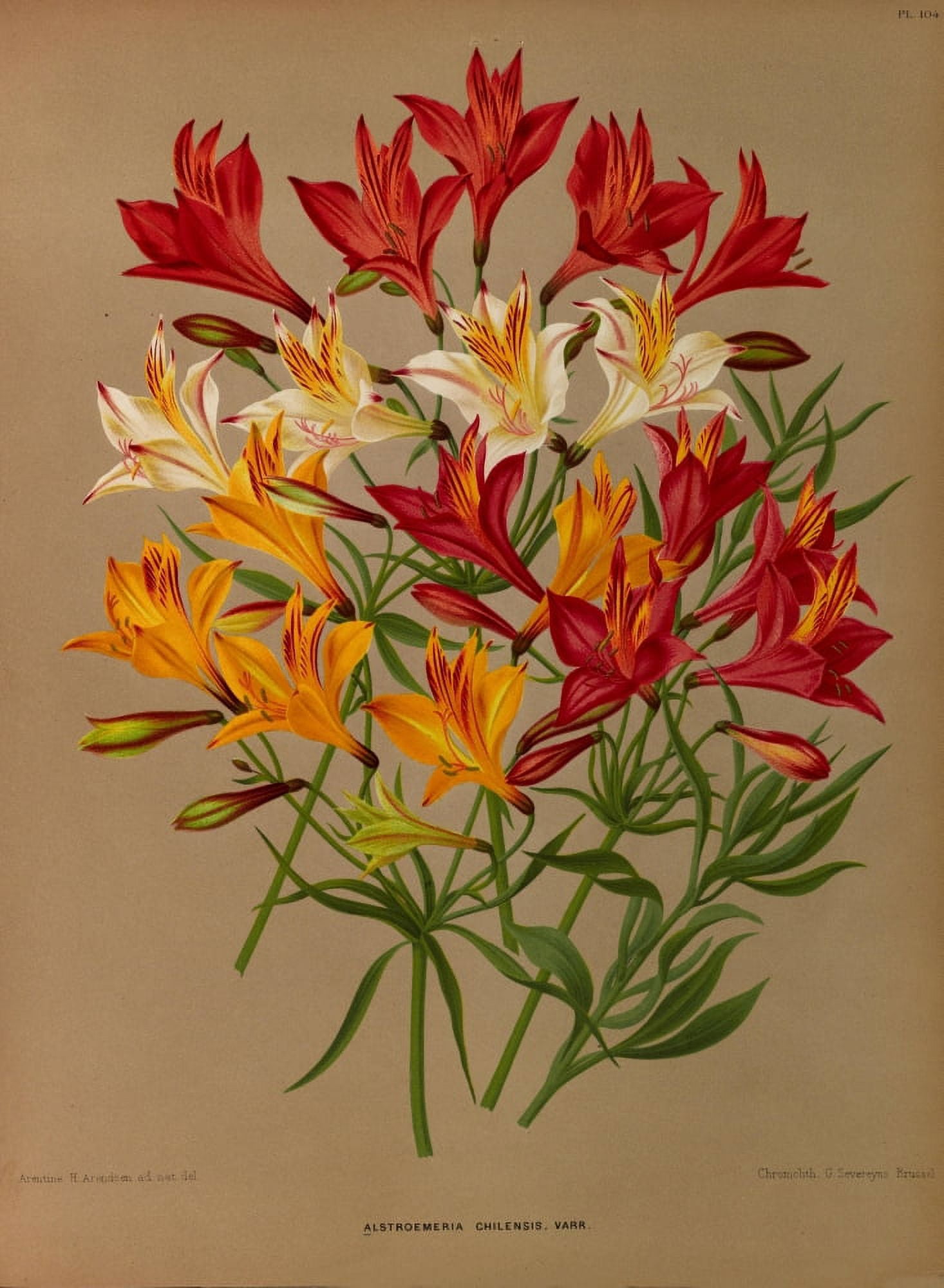 Haarlems Flora 1872 Peruvian Lilies Canvas Art - Arentine H Arendsen (24 x 36)