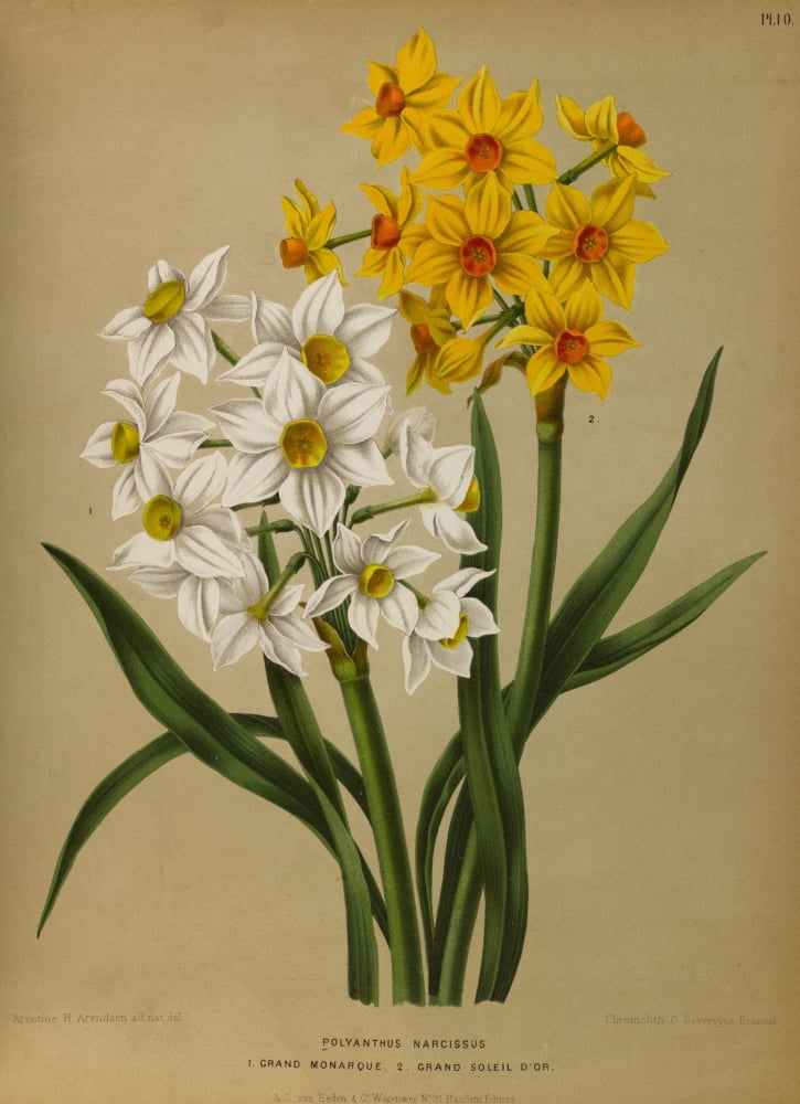 Haarlems Flora 1872 Polyanthus Narcissus Canvas Art - Arentine H Arendsen (24 x 36)