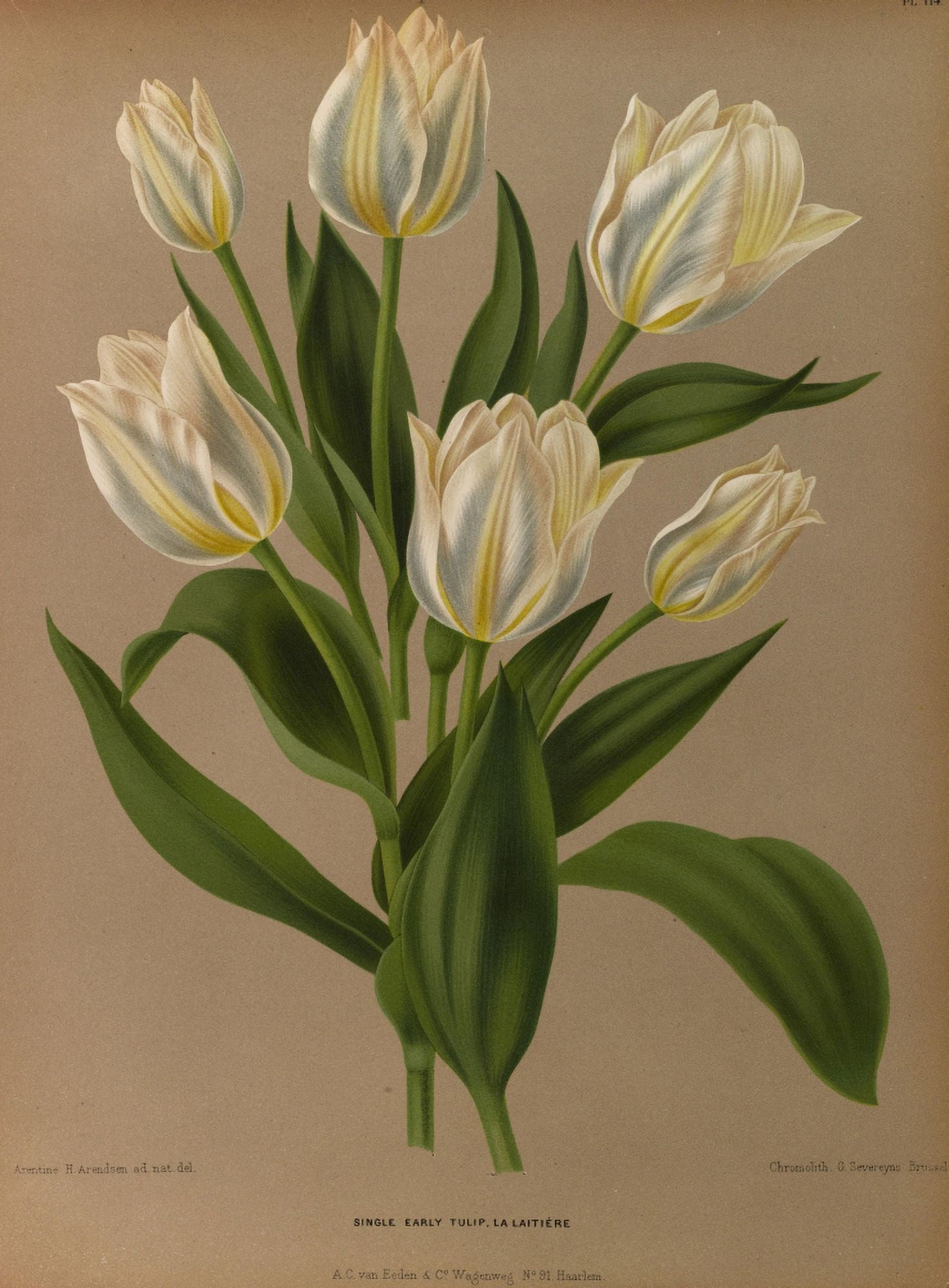 Haarlems Flora 1872 Single Early Tulip Canvas Art - Arentine H Arendsen (18 x 24)