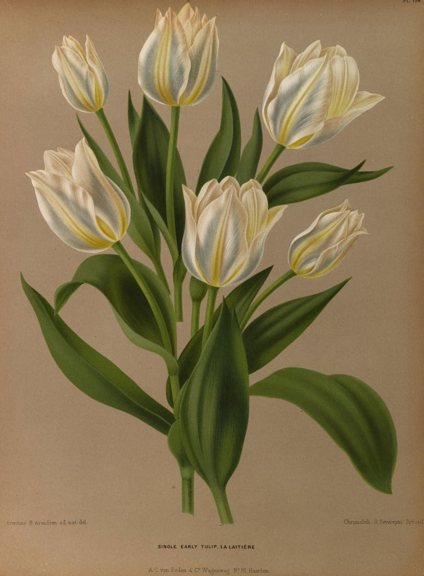 Haarlems Flora 1872 Single Early Tulip Canvas Art - Arentine H Arendsen (24 x 36)
