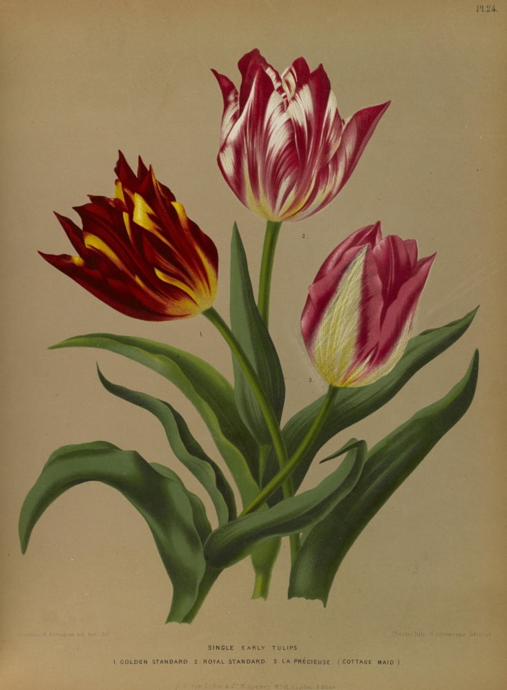 Haarlems Flora 1872 Single Early Tulips 1 Canvas Art - Arentine H Arendsen (18 x 24)