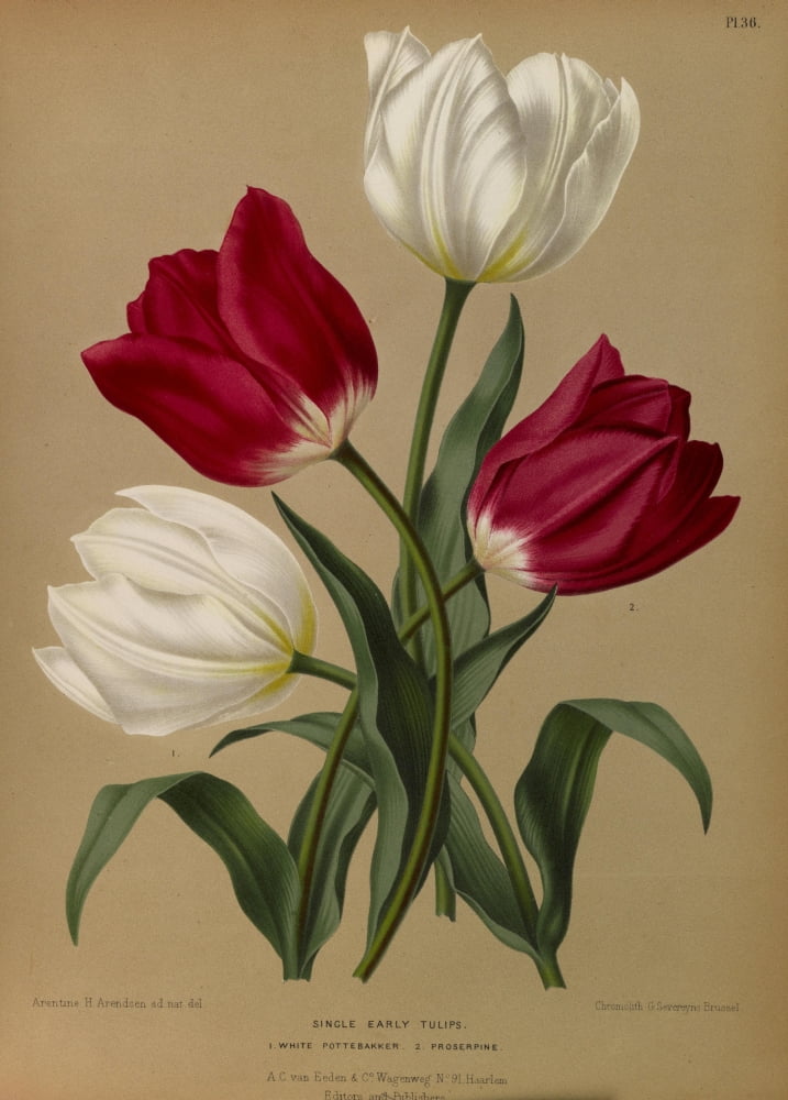 Haarlems Flora 1872 Single Early Tulips 2 Canvas Art - Arentine H Arendsen (18 x 24)