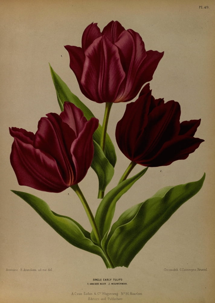 Haarlems Flora 1872 Single Early Tulips 3 Canvas Art - Arentine H Arendsen (24 x 36)