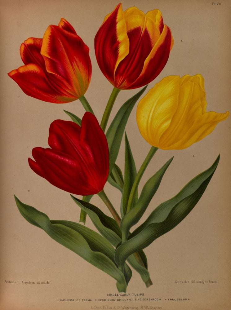Haarlems Flora 1872 Single Early Tulips 4 Canvas Art - Arentine H Arendsen (18 x 24)