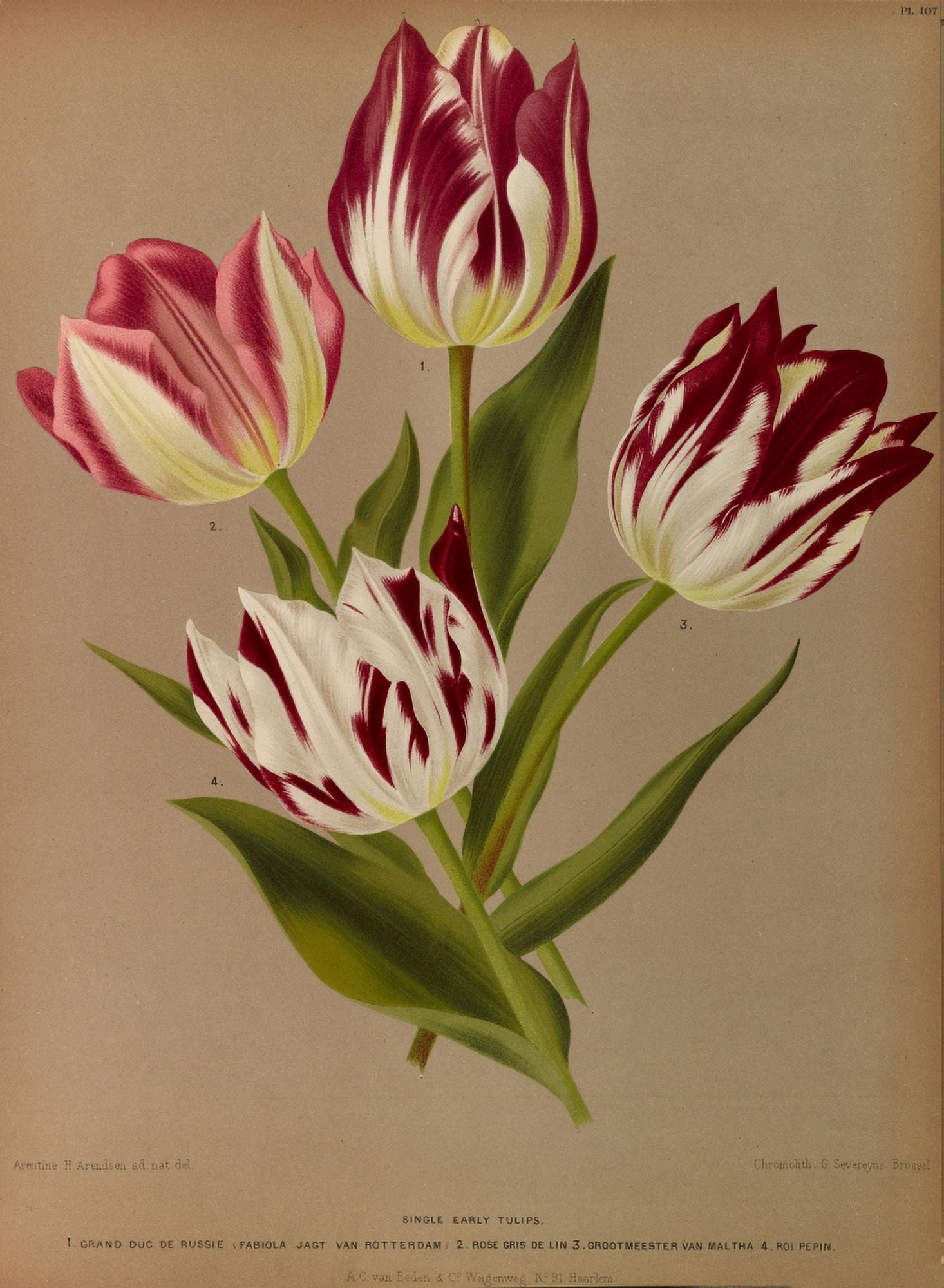 Haarlems Flora 1872 Single Early Tulips 5 Canvas Art - Arentine H Arendsen (24 x 36)