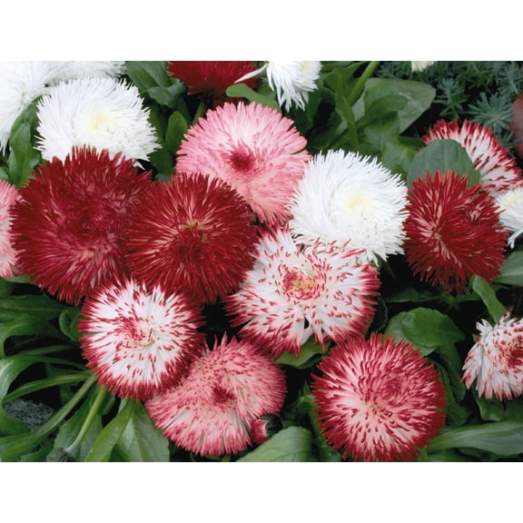 Habanera Mix Bellis Daisy - 20 Seeds