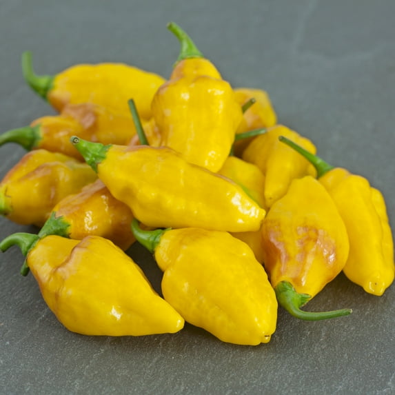 Habanero Mayan Yellow Hot Pepper Seeds - 300 Mg Packet ~50 Seeds - Non-GMO, Heirloom - Vegetable Garden - Capsicum chinense