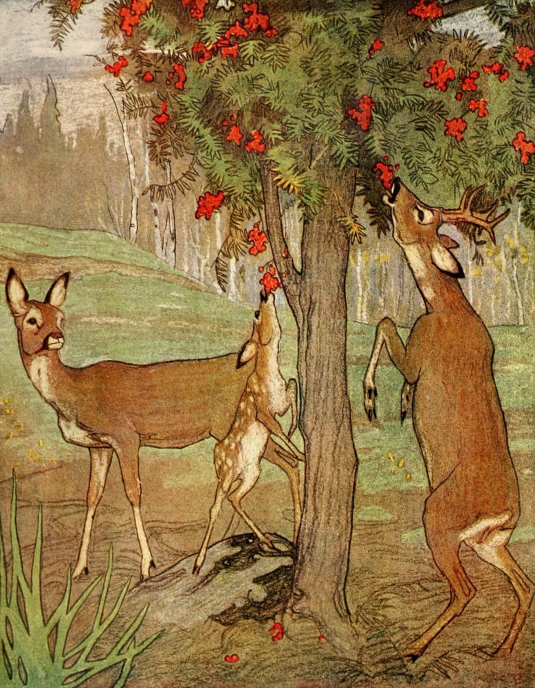 Habits & Characters of Various Wild Animals 1921 Deer Canvas Art - Warwick Reynolds (18 x 24)