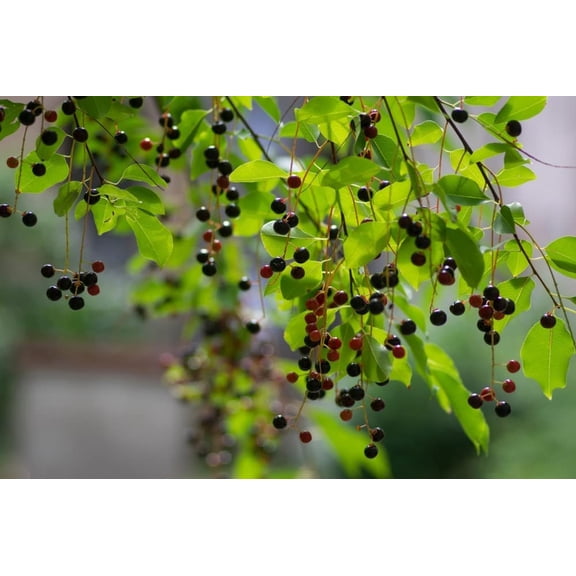 Hackberry Tree Seedlings for Planting - Grow Bird Cherry Trees, Great for Landscape and Wildlife (2 Seedlings)