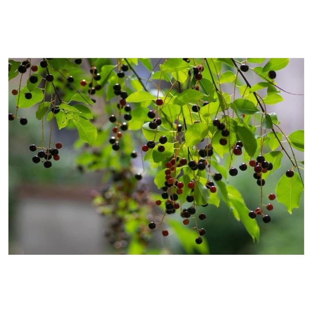 Hackberry Tree Seedlings for Planting Grow Cherry Trees, Great for
