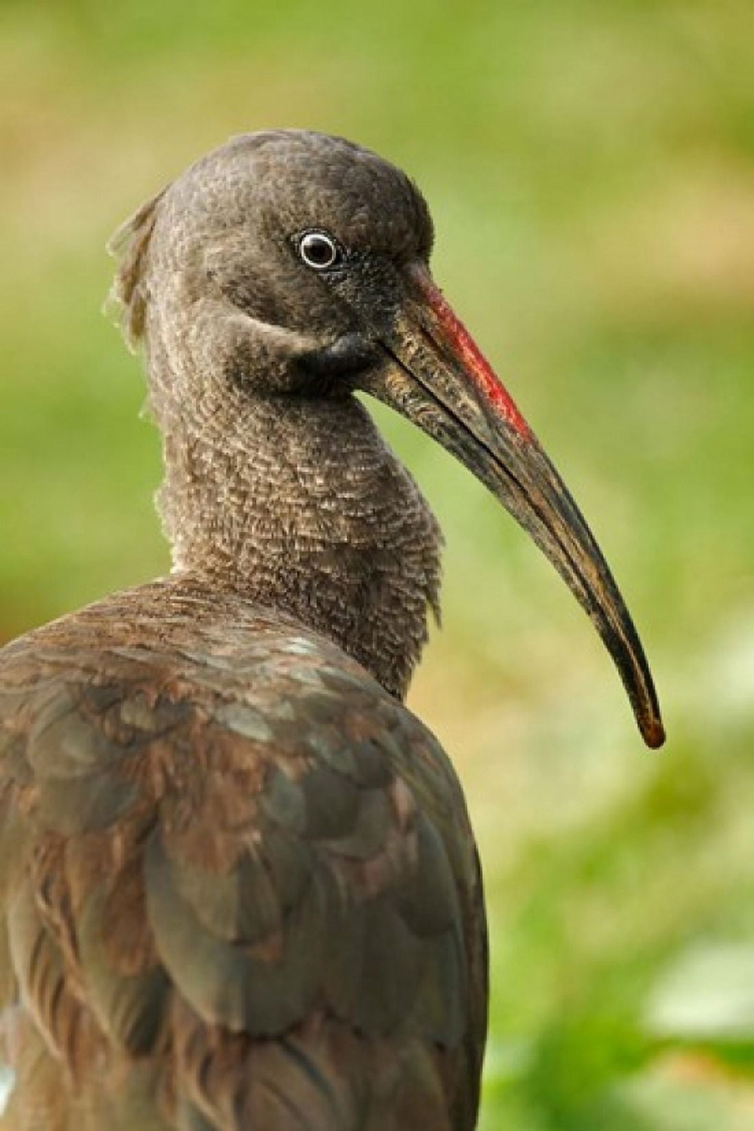 Hadada Ibis bird Samburu National Reserve Kenya Canvas Art - Adam Jones DanitaDelimont (23 x 35)