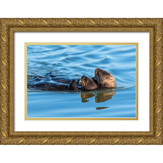 Haddad, Sheila 14x11 Gold Ornate Wood Framed with Double Matting Museum Art Print Titled - A juvenile and mother sea otter float together serenely in Moss Landing Harbor-California