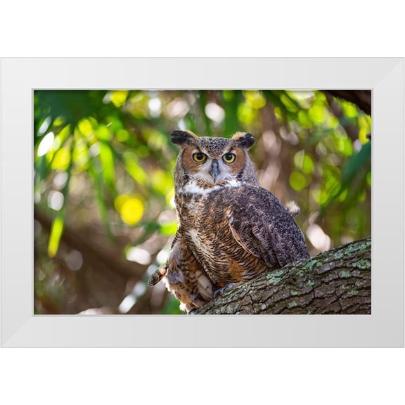 Haddad, Sheila 14x11 White Modern Wood Framed Museum Art Print Titled - Portrait of a Great Horned Owl-perched in a tree