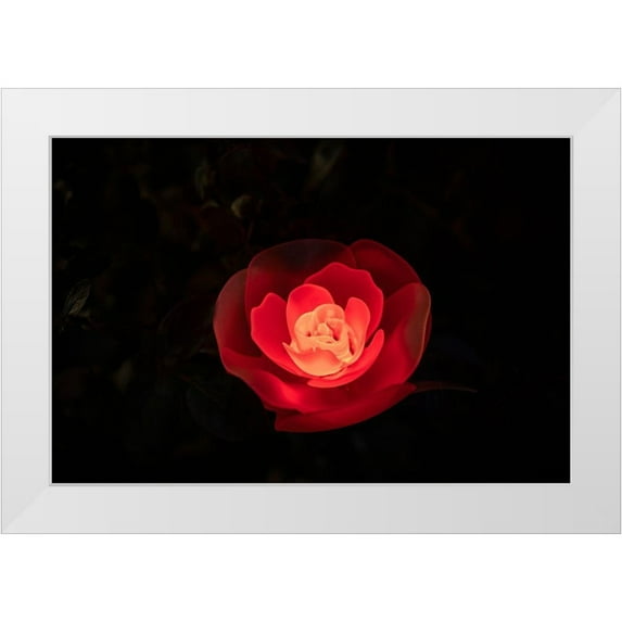 Haddad, Sheila 32x23 White Modern Wood Framed Museum Art Print Titled - A red illuminated rose at night in a flower garden in Japan