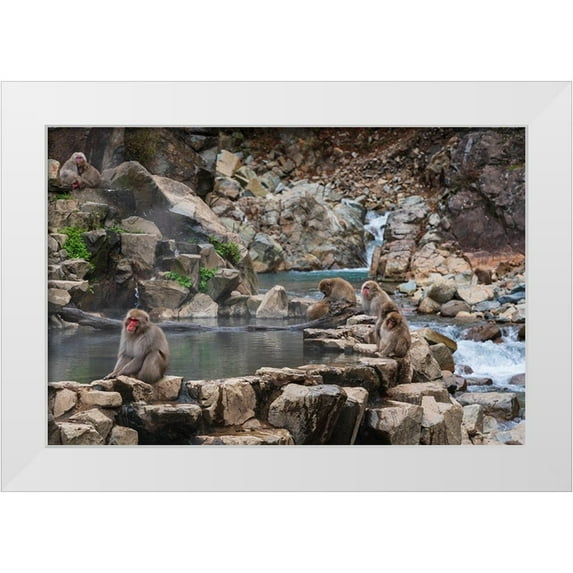 Haddad, Sheila 32x23 White Modern Wood Framed Museum Art Print Titled - Japanese snow monkeys-macaques-sitting around the hot springs of Jigokudani Park