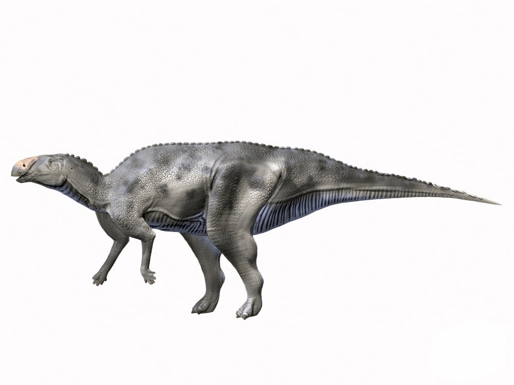 Hadrosaurus foulkii Late Cretaceous of New Jersey Canvas Art - Nobumichi TamuraStocktrek Images (17 x 13)