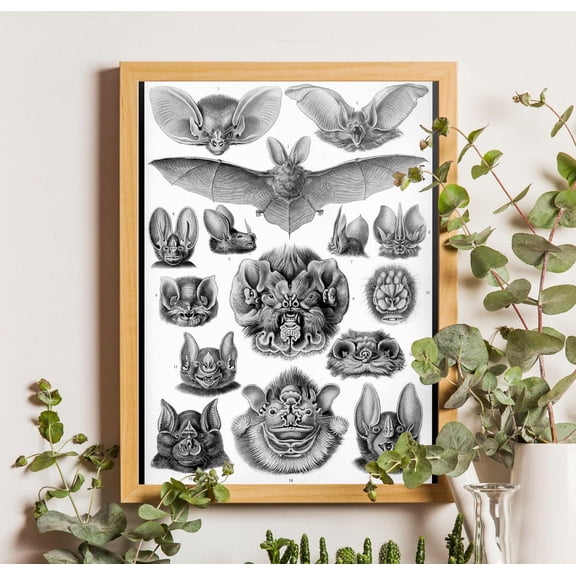 Haeckel Bat Poster, Chiroptera Scientific Illustration, Vintage Poster, Stretched Canvas Size 12x18