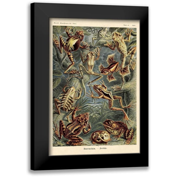 Haeckel, Ernst 11x14 Black Modern Framed Museum Art Print Titled - Haeckel Nature Illustrations: Frogs