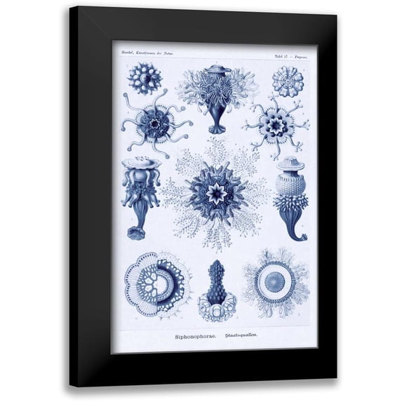 Haeckel, Ernst 11x14 Black Modern Framed Museum Art Print Titled - Haeckel Nature Illustrations: Siphoneae Hydrozoa - Dark Blue Tint