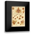 thumbnail image 1 of Haeckel, Ernst 11x14 Black Modern Framed Museum Art Print Titled - Haeckel Nature Illustrations: Siphoneae Hydrozoa, 1 of 5