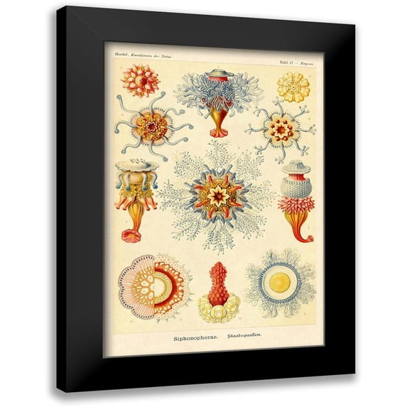 Haeckel, Ernst 11x14 Black Modern Framed Museum Art Print Titled - Haeckel Nature Illustrations: Siphoneae Hydrozoa