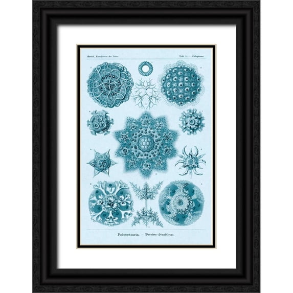 Haeckel, Ernst 11x14 Black Ornate Wood Framed with Double Matting Museum Art Print Titled - Haeckel Nature Illustrations: Polycytaria Radiolaria - Blue-Green Tint
