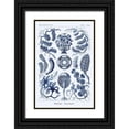 thumbnail image 1 of Haeckel, Ernst 11x14 Black Ornate Wood Framed with Double Matting Museum Art Print Titled - Haeckel Nature Illustrations: Siphoneae Hydrozoa - Dark Blue Tint, 1 of 4