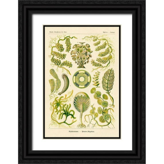 Haeckel, Ernst 11x14 Black Ornate Wood Framed with Double Matting Museum Art Print Titled - Haeckel Nature Illustrations: Siphoneae Hydrozoa
