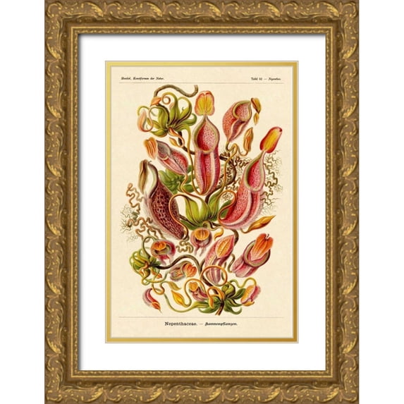 Haeckel, Ernst 11x14 Gold Ornate Wood Framed with Double Matting Museum Art Print Titled - Haeckel Nature Illustrations: Pitcher Plants