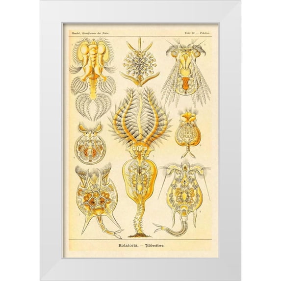 Haeckel, Ernst 11x14 White Modern Wood Framed Museum Art Print Titled - Haeckel Nature Illustrations: Rotatoria, rotifera worms