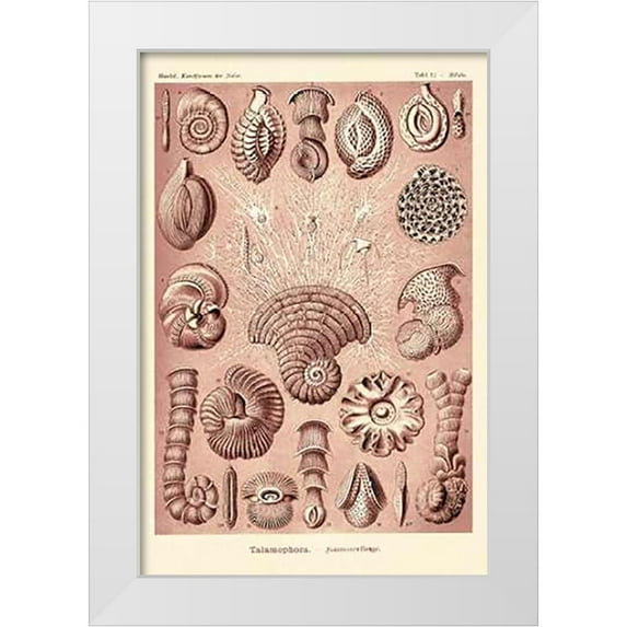 Haeckel, Ernst 11x14 White Modern Wood Framed Museum Art Print Titled - Haeckel Nature Illustrations: Talamophora, Formanifera, Rhisopods - Rose Tint