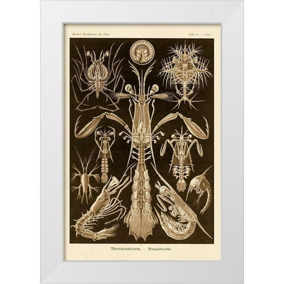 Haeckel, Ernst 11x14 White Modern Wood Framed Museum Art Print Titled - Haeckel Nature Illustrations: Thoracostraca, Crustaceans - Sepia Tint