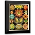 thumbnail image 1 of Haeckel, Ernst 12x14 Black Modern Framed Museum Art Print Titled - Haeckel Nature Illustrations: Ascidiae, 1 of 5