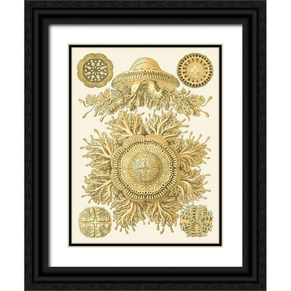Haeckel, Ernst 12x14 Black Ornate Wood Framed with Double Matting Museum Art Print Titled - Sophisticated Sealife I