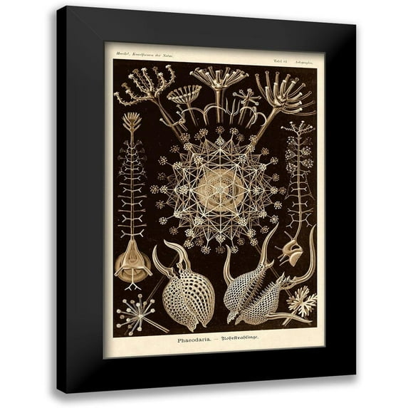 Haeckel, Ernst 13x18 Black Modern Framed Museum Art Print Titled - Haeckel Nature Illustrations: Phaeodaria radiolarians - Sepia Tint