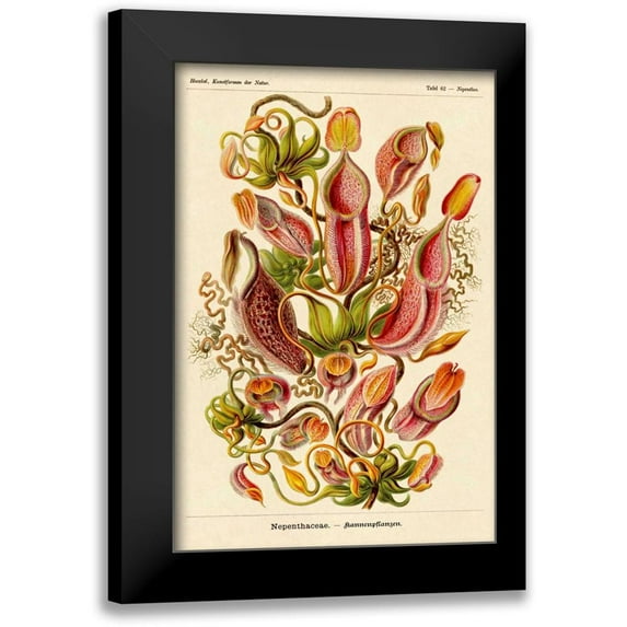 Haeckel, Ernst 13x18 Black Modern Framed Museum Art Print Titled - Haeckel Nature Illustrations: Pitcher Plants