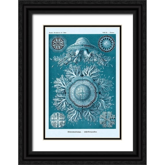 Haeckel, Ernst 13x18 Black Ornate Wood Framed with Double Matting Museum Art Print Titled - Haeckel Nature Illustrations: Jelly Fish - Blue-Green Tint
