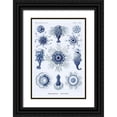 thumbnail image 1 of Haeckel, Ernst 13x18 Black Ornate Wood Framed with Double Matting Museum Art Print Titled - Haeckel Nature Illustrations: Siphoneae Hydrozoa - Dark Blue Tint, 1 of 4