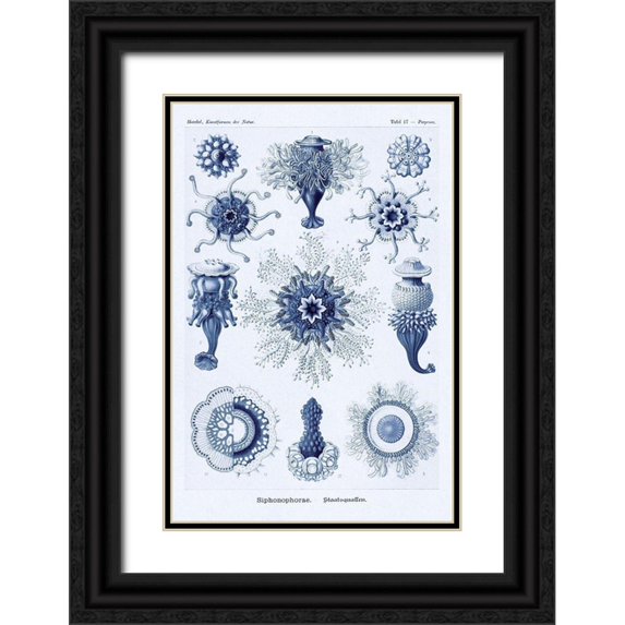 Haeckel, Ernst 13x18 Black Ornate Wood Framed with Double Matting Museum Art Print Titled - Haeckel Nature Illustrations: Siphoneae Hydrozoa - Dark Blue Tint