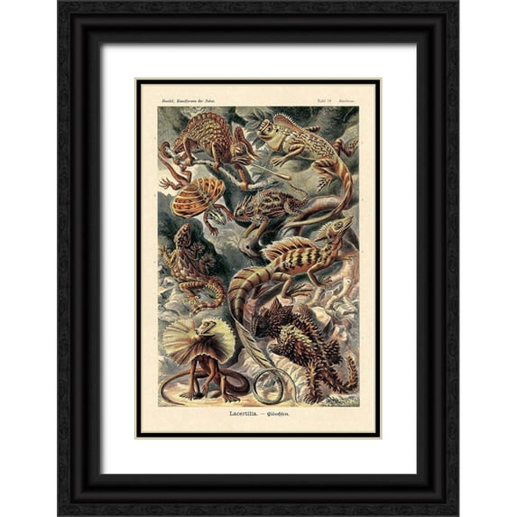 Haeckel, Ernst 13x18 Black Ornate Wood Framed with Double Matting Museum Art Print Titled - Haeckel Nature Illustrations: Lizards