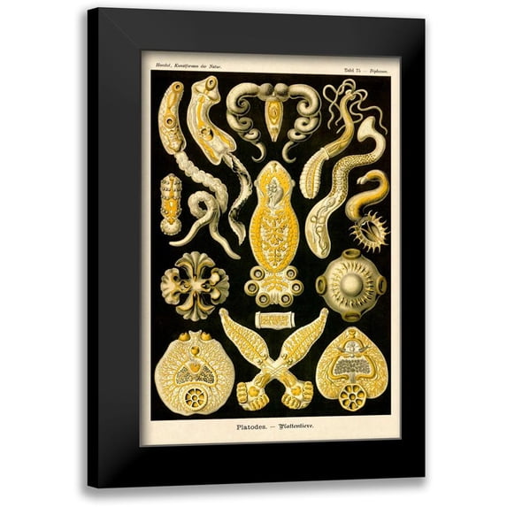 Haeckel, Ernst 17x24 Black Modern Framed Museum Art Print Titled - Haeckel Nature Illustrations: Flatworms
