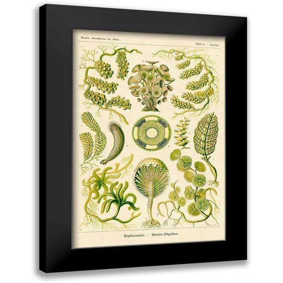 Haeckel, Ernst 17x24 Black Modern Framed Museum Art Print Titled - Haeckel Nature Illustrations: Siphoneae Hydrozoa