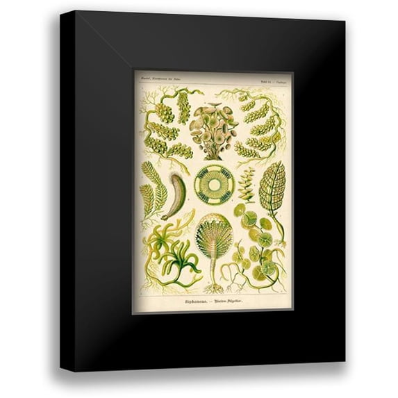 Haeckel, Ernst 17x24 Black Modern Framed Museum Art Print Titled - Haeckel Nature Illustrations: Siphoneae Hydrozoa