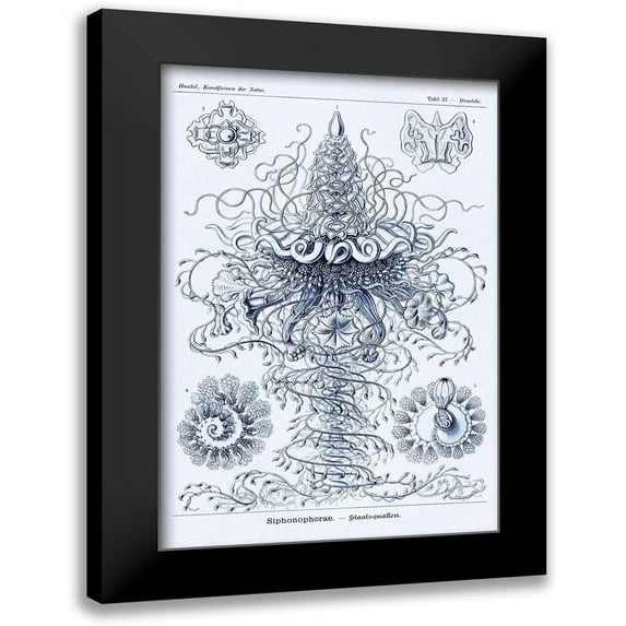 Haeckel, Ernst 17x24 Black Modern Framed Museum Art Print Titled - Haeckel Nature Illustrations: Tubularida - Tubularians - Dark Blue Tint