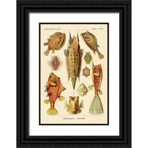 Haeckel, Ernst 17x24 Black Ornate Wood Framed with Double Matting Museum Art Print Titled - Haeckel Nature Illustrations: Boxfish
